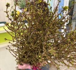 Форзиция, цветущая ветка Форзиция, цветущая ветка